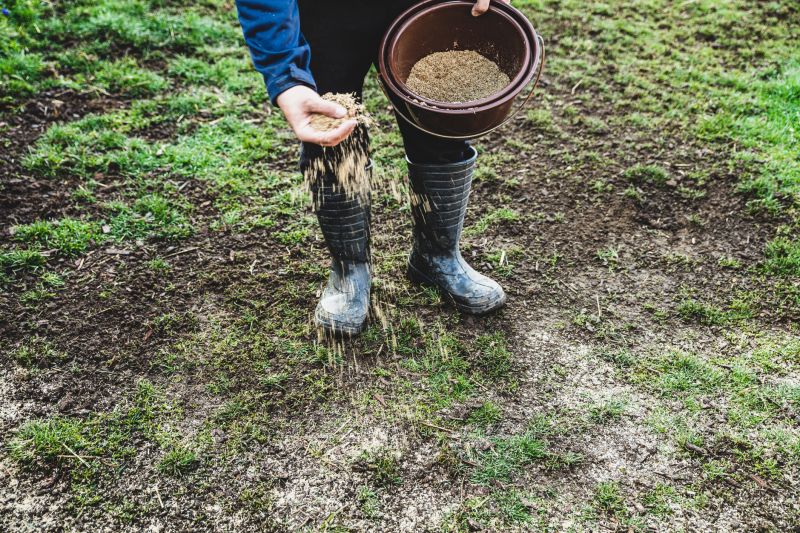 Best Time To Seed A Lawn In Walbridge, Ohio