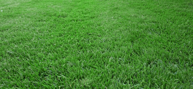 Best Time To Seed A Lawn In Walbridge, Ohio