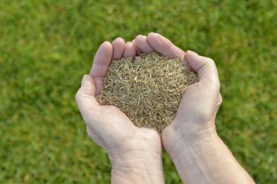 Commercial Seeding Tips For Healthy Grass In Walbridge, Ohio