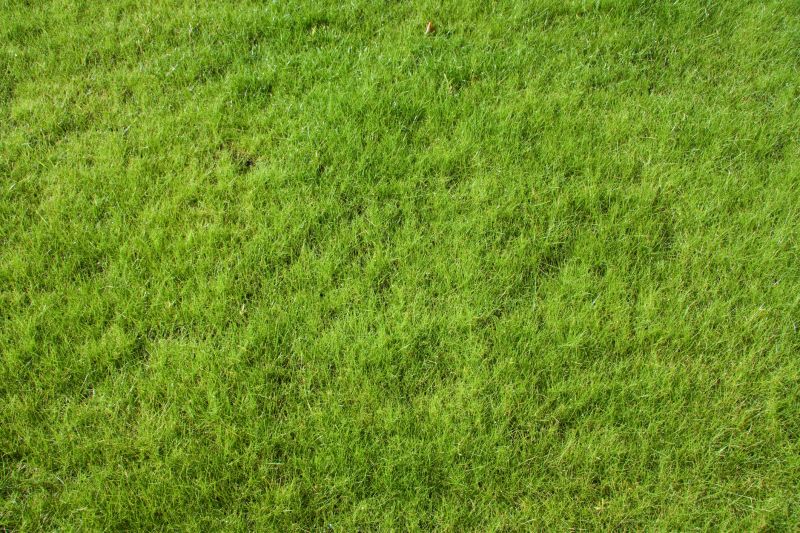 Commercial Seeding Tips For Healthy Grass In Walbridge, Ohio