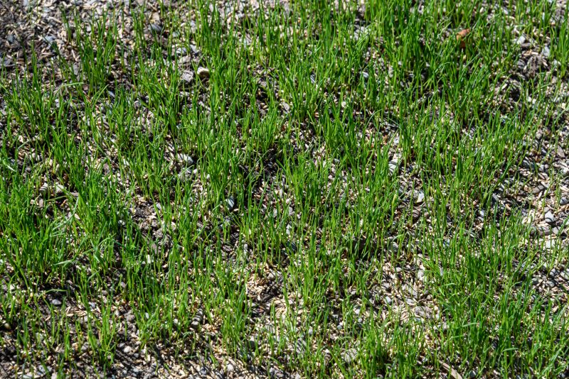 Lawn Seeding